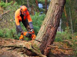 Leaf Removal in Pine Canyon, CA